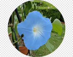 Image result for Ipomoea violacea