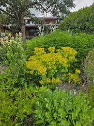 Image result for Euphorbia neopolycnemoides
