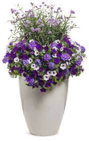We did not find results for: Meteor Shower Verbena Bonariensis Proven Winners Container Flowers Container Gardening Flowers Container Gardening