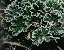 Image result for Alchemilla johnstonii