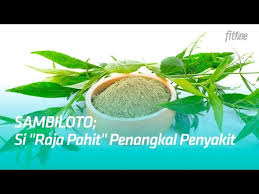 Batu empedu adalah endapan cairan pencernaan yang mengeras dan terbentuk di kantung empedu. Sambiloto Si Raja Pahit Penangkal Penyakit Ayo Hidup Sehat Youtube