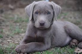 Will have vaccinations and be wormed. Charcoal Labrador Retriever Puppies For Sale Petsidi