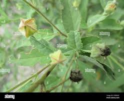 Image result for Sida ovata