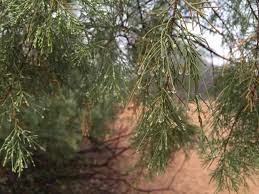 Image result for Tamarix usneoides