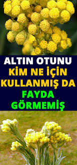 Olmez Cicek Altin Otu Faydalari Herbalism Health Natural Medicine