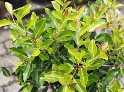 Image result for Apodytes dimidiata