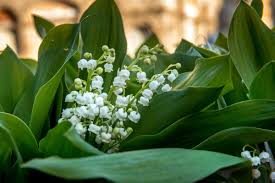 « la vente du muguet du 1er mai est étroitement encadrée cette année. 1er Mai Les Fleuristes Finalement Autorises A Vendre Du Muguet