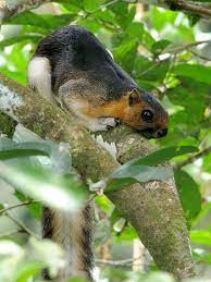Cream Coloured Giant Squirrel Southeast Asia Giant Squirrel Squirrel Cute Animals