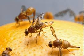 Leave it overnight and clean it out in the morning. How To Get Rid Of Fruit Flies Naturally Small Footprint Family