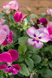 Learn To Grow Pansies A Great Cool Weather Flower Pansies Flowers Growing