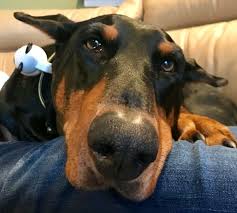 15.01.2018 · goat pet products entered the shark tank with their pet speakers that pair with an app to give your pet a voice. Michelle Winowich All Things Branding National International Sales Representation Consultant And More Contract Linkedin