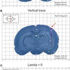 The discovery could provide a new drug target for repairing muscles after injury or. Pdf Atlas Of The Postnatal Rat Brain In Stereotaxic Coordinates