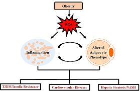 Meet the world's leading entrepreneurs at nac 2019. Frontiers Therapeutic Efficacy Of Antioxidants In Ameliorating Obesity Phenotype And Associated Comorbidities Pharmacology