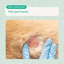 Image result for scrotum dog skin peeling
