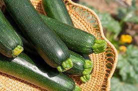 How does zucchini restaurant prepare their zucchini. Harvesting Zucchini