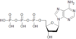 Was ist die rna und wie sieht ihr aufbau aus? Nukleinsauren Naturstoffe Abitur Vorbereitung
