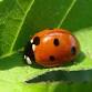 Park Pals: Insects!