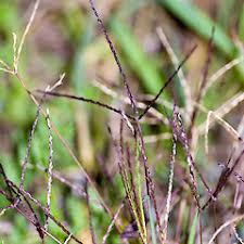 Image result for Digitaria nitens