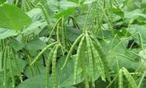 We did not find results for: Cara Pengendalian Hama Dan Penyakit Tanaman Kacang Koro