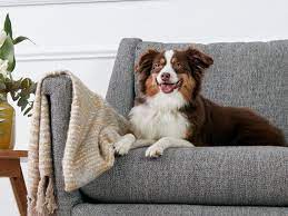Maybe you would like to learn more about one of these? Australian Shepherd Full Profile History And Care
