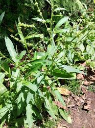 Image result for Rumex nepalensis