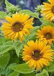 David S Garden Seeds Sunflower Santa Lucia Fy9221 Yellow Https Www Amazon Com Dp B07cx8ch5r Ref Cm Sw R Pi Dp U X Gkebbb2 Sunflower Wild Seed Santa Lucia