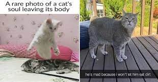 Maybe you would like to learn more about one of these? I Can Has Cheezburger Caturday Page 4 Funny Animals Online Cheezburger