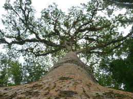 Image result for Ceiba pentandra