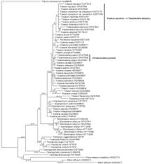 Image result for Trisetopsis elongata