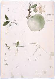 Image result for Motandra