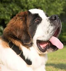 Saint bernards are very large, powerful, muscular dogs. St Bernard Information Dog Breed Facts Dogell Com