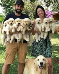 Family Goals Tag Your Friends Dogs Golden Retriever Cute Puppies Dog Lovers