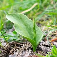 Image result for Ophioglossaceae