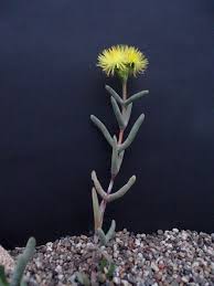 Image result for Hereroa