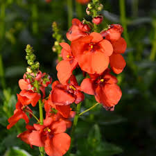 Image result for Diascia