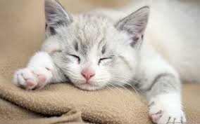 Dokuzaralik Adli Kullanicinin For The Love Of Animals Panosundaki Pin Kedi Yavru Kediler Guzel Kediler