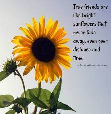 Sunflower Quotes 20 Best Sunflower Sayings With Images