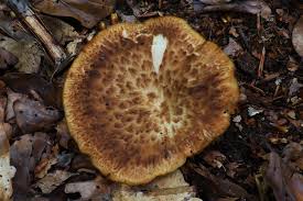 Image result for Polyporus pendulus