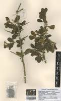Image result for Balanitaceae