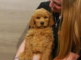Find your new companion at nextdaypets.com. Goldendoodle 2nd Gen Dog Male Apricot 2836750 Petland Iowa City