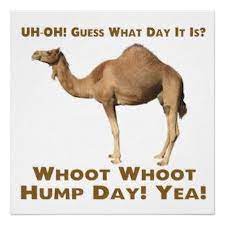 Geico hump day camel game day fox sports sideline reporter. Guess What Day It Is Its Hump Day