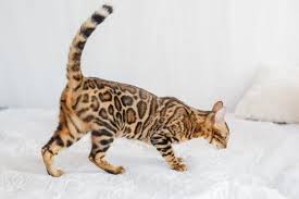 C'est un chat qui ne nécessite aucun soin particulier, car il a une santé vigoureuse. Races De Chats Qui Ressemblent A Des Tigres Top 8 Avec Photos