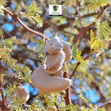 Image result for Acacia erioloba