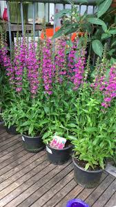 De paarse kleur geeft een dramatisch contrast met andere zomerbloeiers. Zomerbloeiers Kattenstraart Wilde Bloemen Die Bijen En Vlinders Aantrekken Kleur En Beweging Tuin Tuin Inspiratie Bloementuin