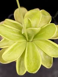 Image result for Buchnera lastii