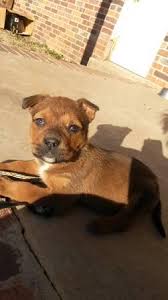 We did not find results for: Craigslist Dogstulsa Clistdogstulsa Twitter