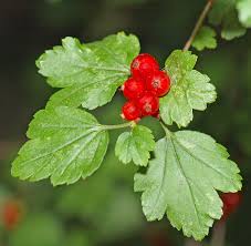 It is one of the many species of foliage available in planet zoo. Ribes Alpinum Wikipedia