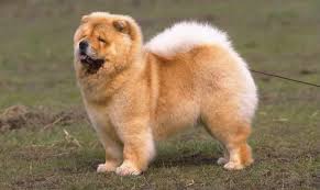 Chow Chow - Dog Breed Standards