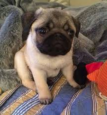 Black And Tan Pug Beautiful Pug Puppy Pug Buy Pug Puppies Website Elegancebestpughome Com Chihuahua Art Blue Merle Chihuahua Black And Tan Chihuahu Cute Pugs Pugs Baby Pugs