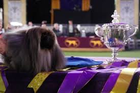 The flavor of the year at the westminster kennel club dog show: H1pdm Xawnfyym